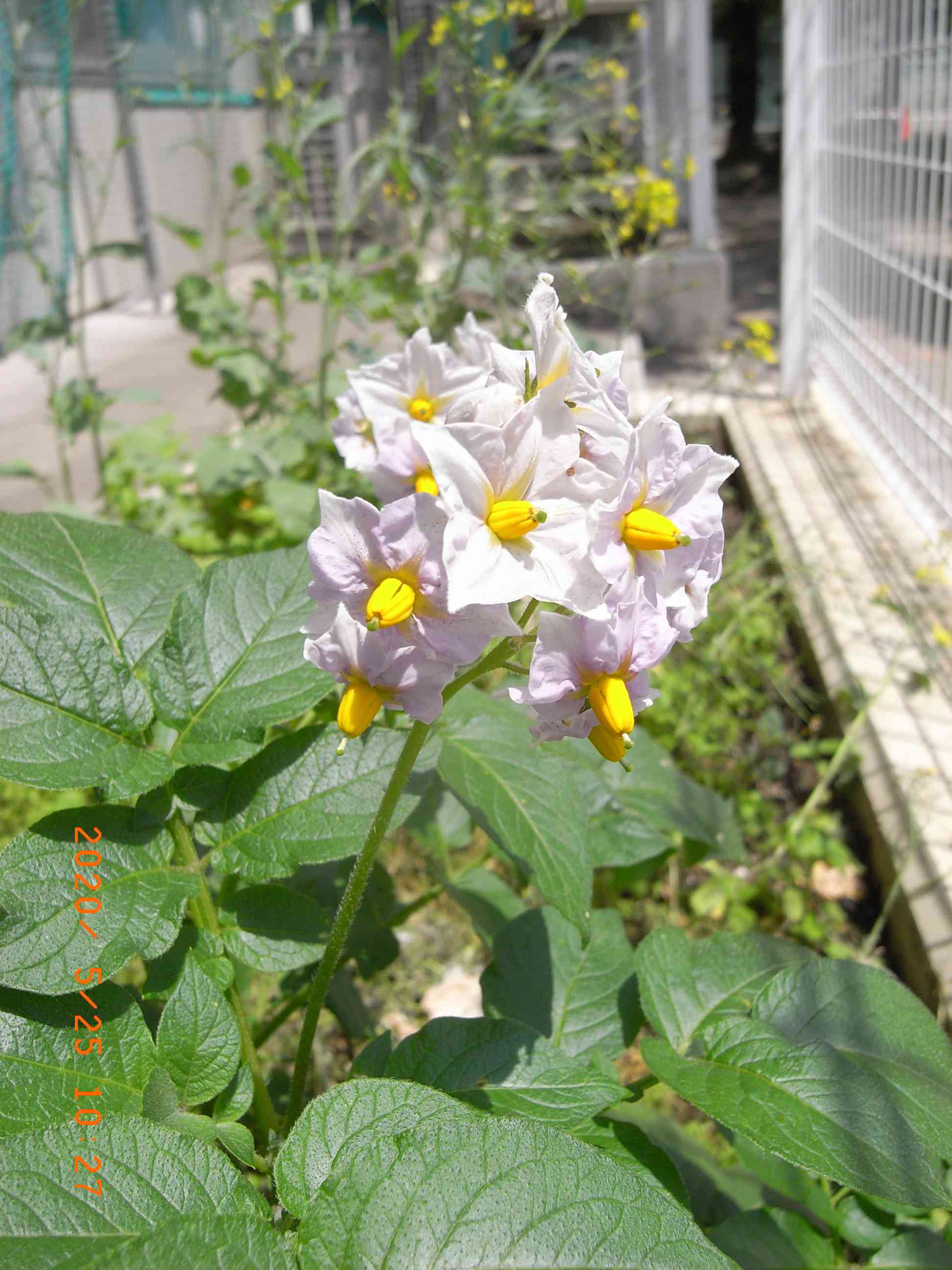 ジャガイモの花.JPG